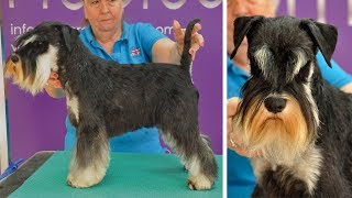 Grooming Guide  Handstripped Miniature Schnauzer Trim  Pro Groomer [upl. by Ardnikat]