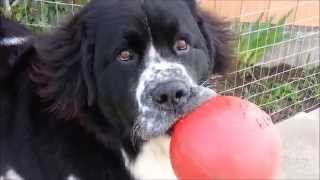 Adorable giant Landseer Newfoundland dog [upl. by Anilag]