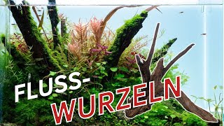 Flussholz  Driftwood  die natürlichsten Wurzeln für das Aquarium 🌿🤔 [upl. by Harley]