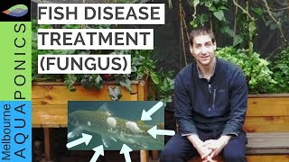 fish disease treatment fungus [upl. by Hairam]