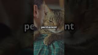 The BEST Way to Know if Your Kitty is Possessive of You [upl. by Volney]