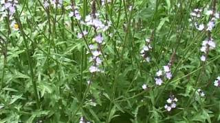 Bach Flower Remedies  Vervain [upl. by Ileak]