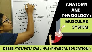 MUSCULAR SYSTEM TYPES OF MUSCLES  BPED  MPED  PHYSICAL EDUCATION [upl. by Nairoc666]