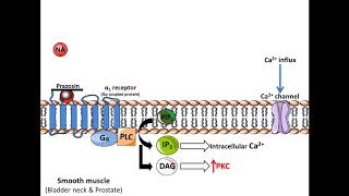 Prazosin  benign prostatic hyperplasia Mechanism of Action [upl. by Koosis]