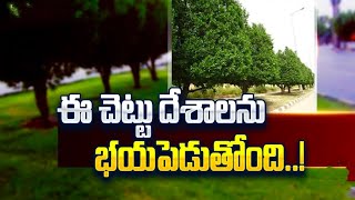 Conocarpus ప్రభుత్వాలను భయపెడుతున్న మొక్క🌱🌱Conocarpus plants Issuepawankalyan apnews [upl. by Sirromaj]