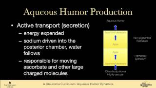 1 BASIC SCIENCES Aqueous humor dynamics anterior chamber anatomy and ciliary body [upl. by Ednil215]