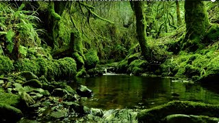 FOREST SOUNDS GENTLE NATURE SOUNDS CHIRPING BIRDS RELAXING NATURE MUSIC [upl. by Filiano]