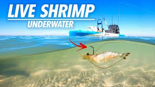 MultiSpecies fishing with Live Shrimp  catch and cook [upl. by Chrystal]