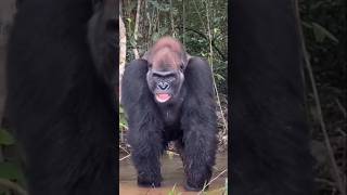 Is gorilla going for fight gorilla wildlife animals nature kingkong animalfightandkids [upl. by Anesuza]