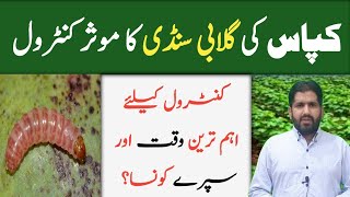 How to Control Pink Bollworm Gulabi Sundi in Cotton  Management of Pink Bollworm  Kissan Ki Baat [upl. by Jany672]