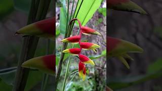 Nature at home with Heliconia rostrata or false bird of paradise flower shorts [upl. by Nilyam]