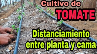 Distanciamiento en el cultivo de TOMATE en Invernadero [upl. by Aneleiram]