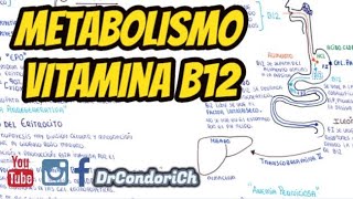 Metabolismo de la vitamina B12 cobalamina [upl. by Powe37]