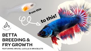 Fancy Koi Betta Breeding amp Fry Growth  Day 1 to adult plakat HMPK [upl. by Otilrac]