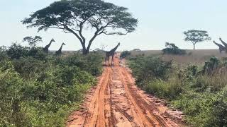 Murchison Falls National Park [upl. by Rea]