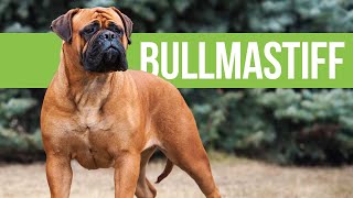 All About Bullmastiffs  Powerful Bulldog x Mastiff Crossbreed [upl. by Odnomor44]