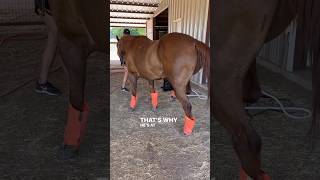 STRINGHALT SEVERE CASE HELPING THIS HORSE WITH PEMF horsecare equinebodywork [upl. by Milon]