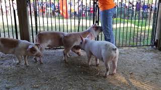 Pig Racing at Niederman Family Farm [upl. by Bette566]