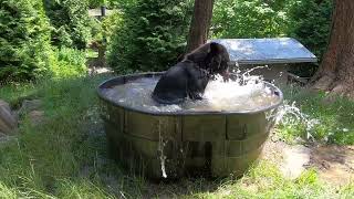 Rescued Black Bears Take A Cold Plunge [upl. by Adalie]