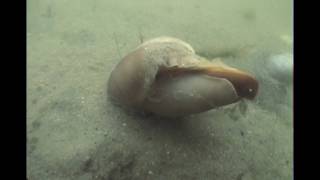 Moon Snail Hunting Razor Clam [upl. by Renae962]