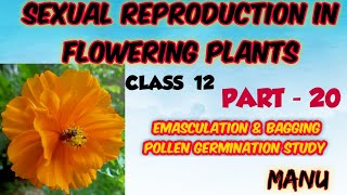 SEXUAL REPRODUCTION IN FLOWERING PLANTS CLASS 12 IN MALAYALAM   PART 20 EMASCULATION amp BAGGING [upl. by Alex]