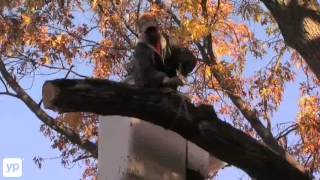 AAckerman Tree Service Dayton OH Trimming Pruning [upl. by Icram]