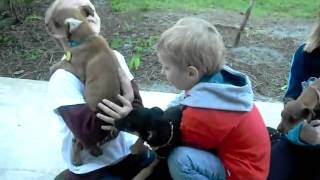 Chihuahuas and Kids Absolutely [upl. by Aliban]