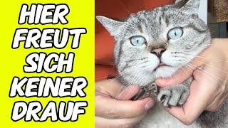 Krallen schneiden mit Katzen [upl. by Anital816]