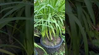 Dracaena Marginata plant 🪻youtubeshorts tranding garden plants [upl. by Aicelet]