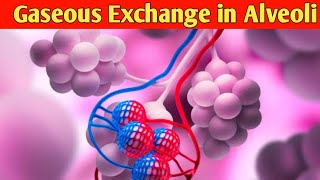 gas exchange in the lungs  VELS Science [upl. by Helenka]