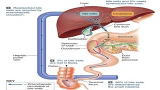 Bile pathwayRole of bile in digestion [upl. by Hanson]