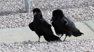 Common Raven Corvus corax courtship dance [upl. by Etolas]