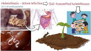 Helminthiasis  3 Most Common Parasitic Worms Ascaris Whipworm Hookworm [upl. by Merat]