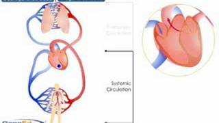 Systemic and Pulmonary Circulation [upl. by Lesh]