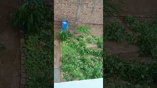 Rain water harvesting in my garden 🏡 rain relaxing nature gardendesign gardenlovers gardening [upl. by Eirollam]