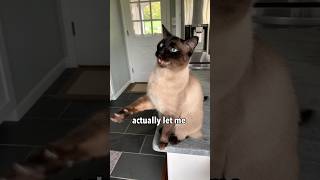 I Tried a Steam Brush on my Feisty Cat 😳 [upl. by Leakim]