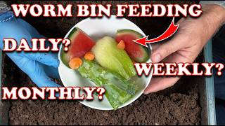 How Much amp How Often Should You Feed Worm Bins  Vermicompost Worm Farm [upl. by Caputto]