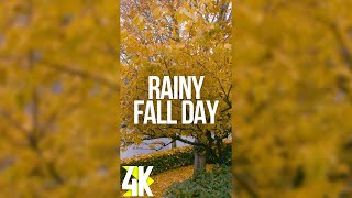 Rainy Fall Day at the Backyard  Calming Autumn Sounds  4K Vertical Video for Tablets amp Phones [upl. by Cristoforo]