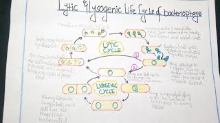 How to draw diagram of lytic cycle and lysogenic cycle of bacteriophage easily step by step [upl. by Enihpled]