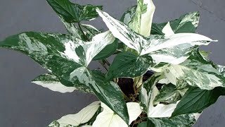 Syngonium Variegata  Singônio Seta [upl. by Imik]