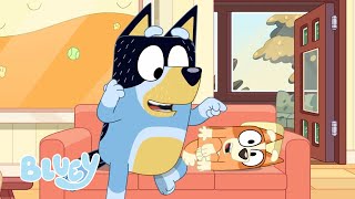 Full Bluey Minisodes  Part 1 💙  Bingo 3000 Three Pigs Hungry and Animals  Bluey [upl. by Asirrac]