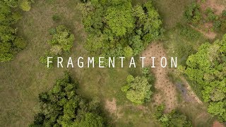 Seed Dispersal and Habitat Fragmentation  HHMI BioInteractive Video [upl. by Mcquoid]