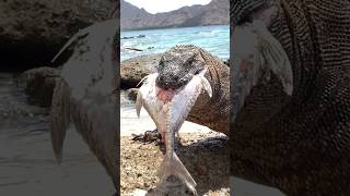 The terrifying moment a Komodo dragon was swallowed by its own prey [upl. by Ahsenid]