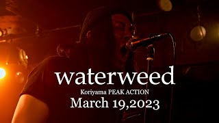 Agp Studio waterweed  March 192023 [upl. by Nitsug]