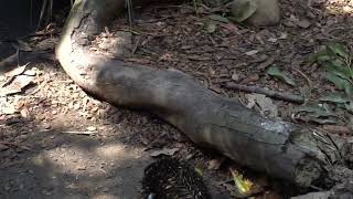 2024 1001  Taronga Zoo 3 Echidna Walking around [upl. by Clarhe]