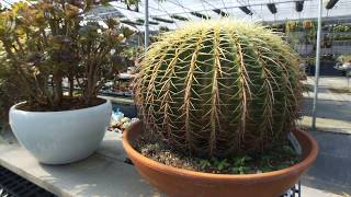 Echinocactus grusonii 仙人掌老欉 金琥 [upl. by Anselm]