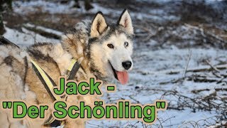 Jack  quotDer Schönlingquot  Unser Husky Rudel wird vorgestellt  Husky Hof  Nature Trails [upl. by Rains]