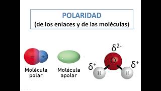 Polaridad de las moléculas y de los enlaces [upl. by Ecart437]