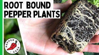 Root Bound Peppers  How To Avoid Root Bound Plants  Pepper Geek [upl. by Runck]