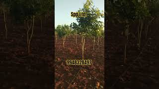 Redsandal plantation Spp Ltd [upl. by Birgit]